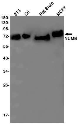 NUMB Antibody