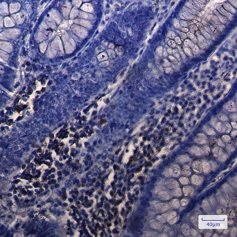 NUDT19 Antibody
