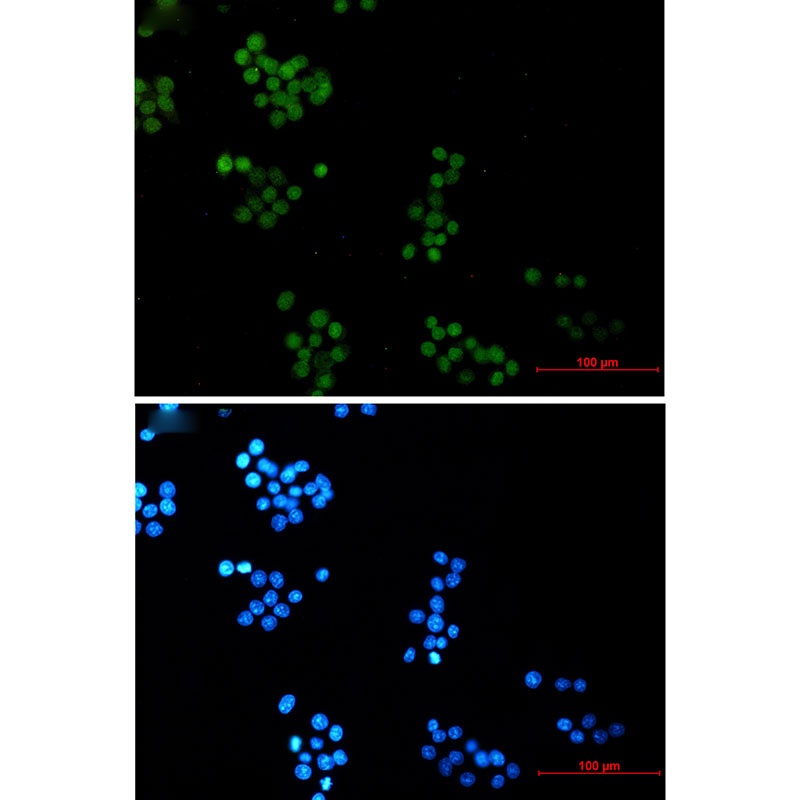 NTHL1 Antibody