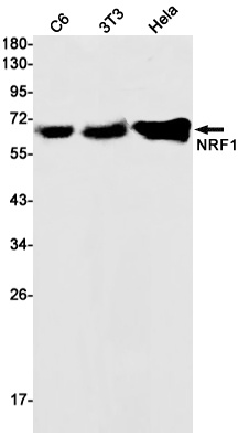 NRF1 Rabbit Monoclonal Antibody