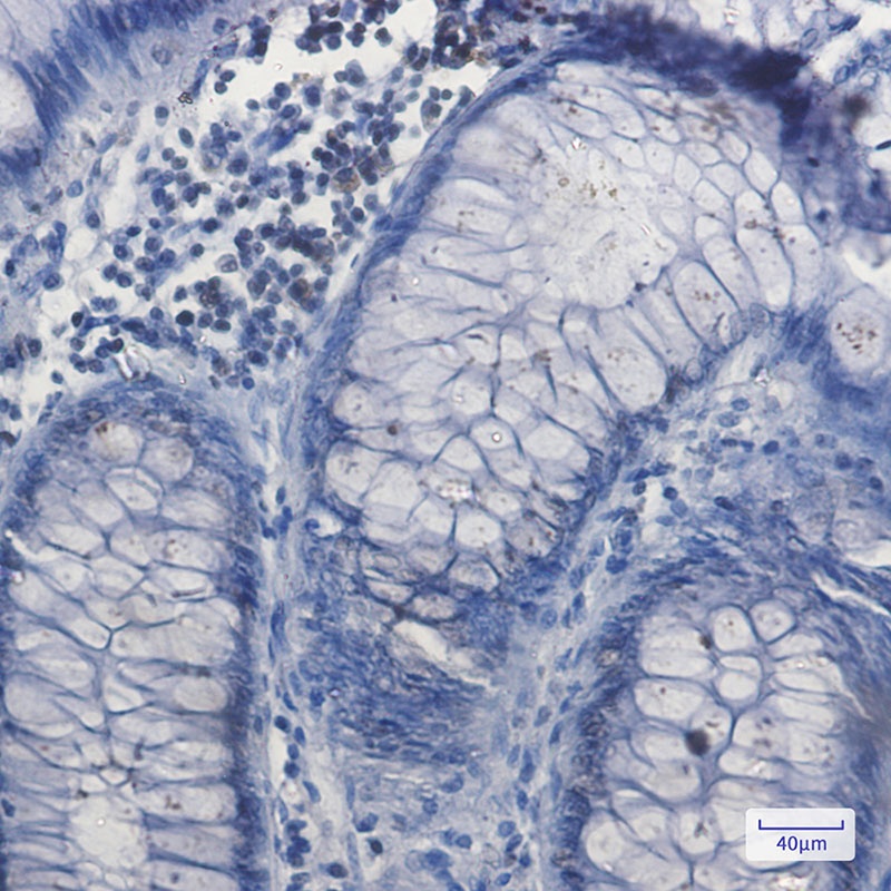 NRF1 Rabbit Monoclonal Antibody