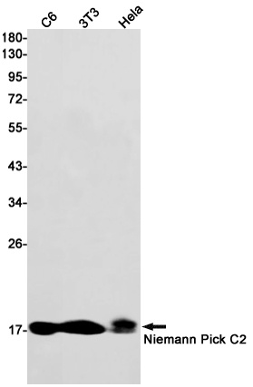NPC2 Antibody