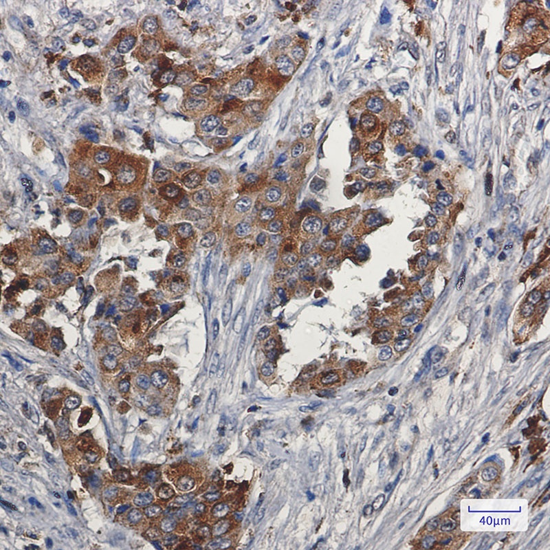 NPC2 Antibody