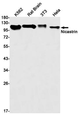 NCSTN Antibody