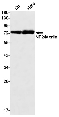 NF2 Antibody
