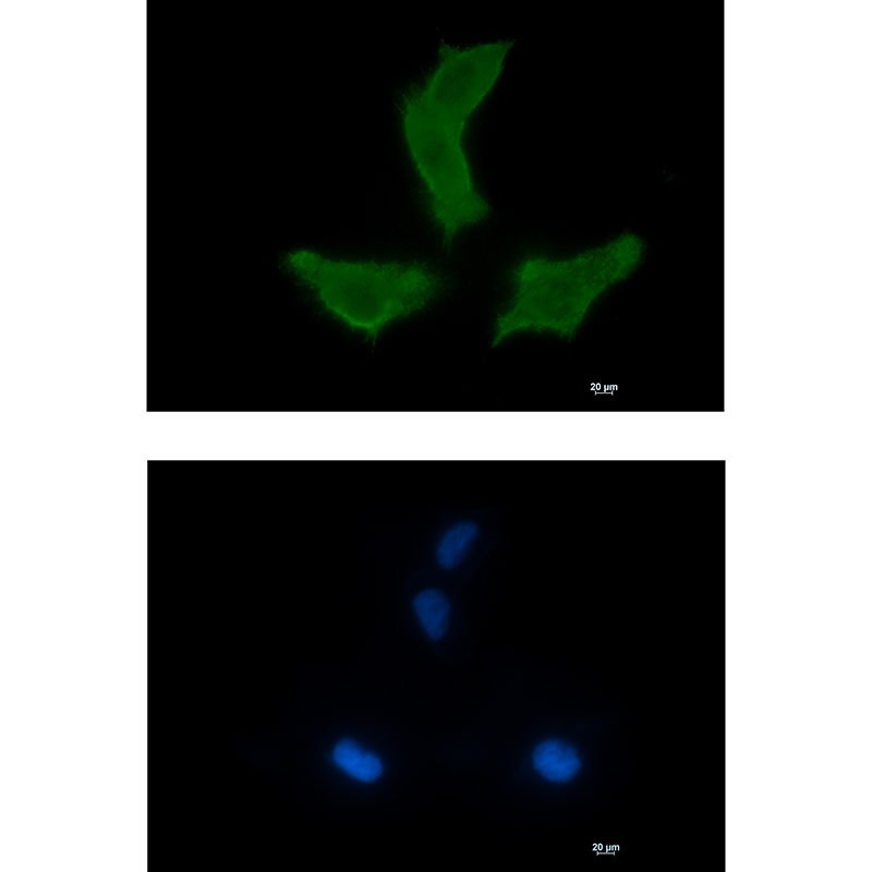 NEK9 Antibody