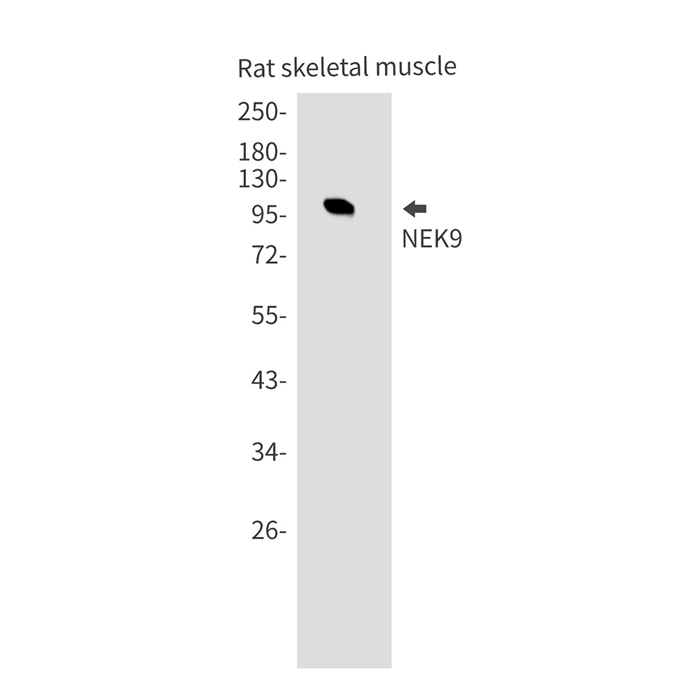 NEK9 Antibody