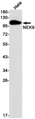 NEK9 Antibody