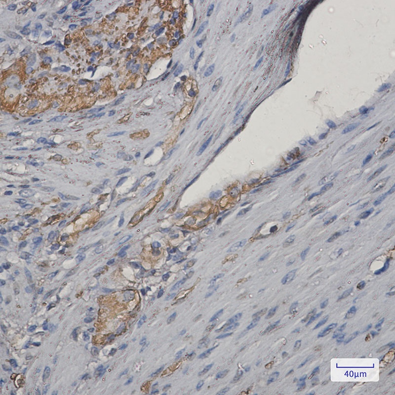 NEK9 Antibody