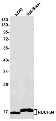 NDUFB4 Antibody