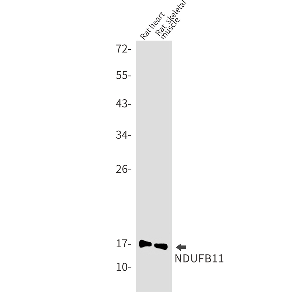 NDUFB11 Antibody