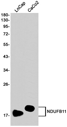 NDUFB11 Antibody