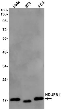 NDUFB11 Antibody