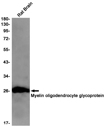 MOG Rabbit Monoclonal Antibody