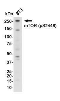 Phospho-mTOR (Ser2448) Rabbit Monoclonal Antibody
