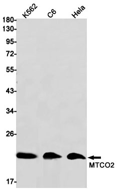 MT-CO2 Antibody