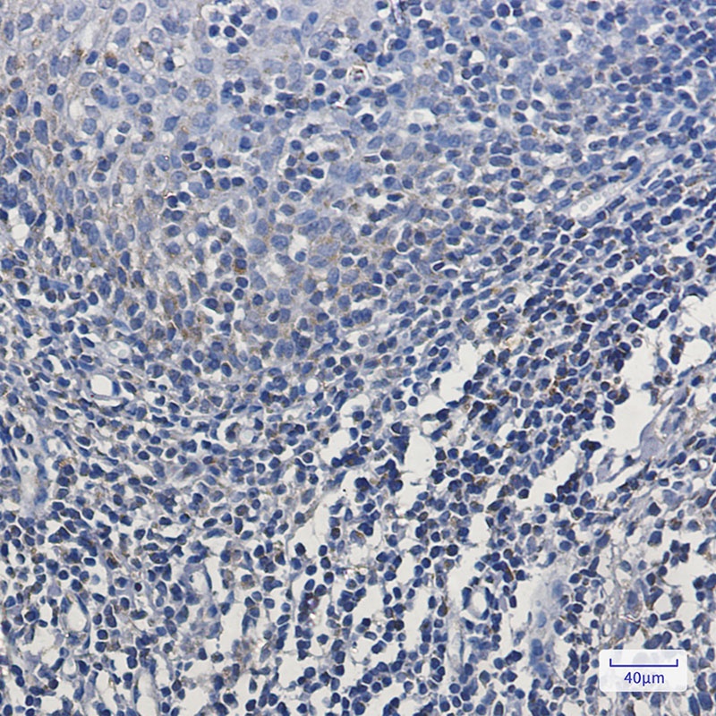 MT-CO2 Antibody