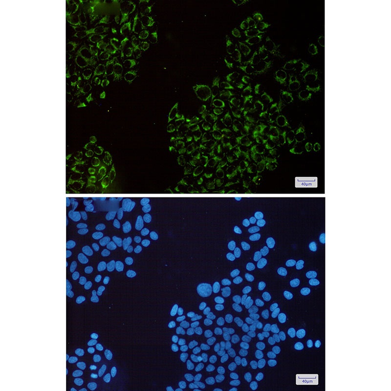 MRPS26 Antibody