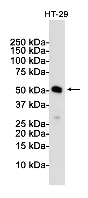 MLKL Antibody