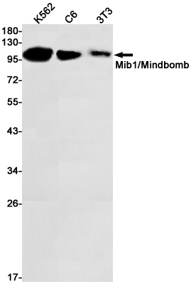 MIB1 Antibody