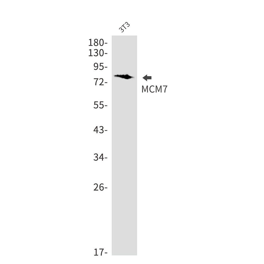MCM7 Antibody
