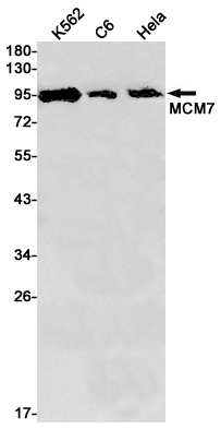 MCM7 Antibody