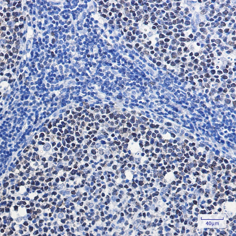 MCM7 Antibody