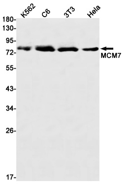MCM7 Antibody