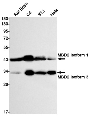 MBD2 Antibody
