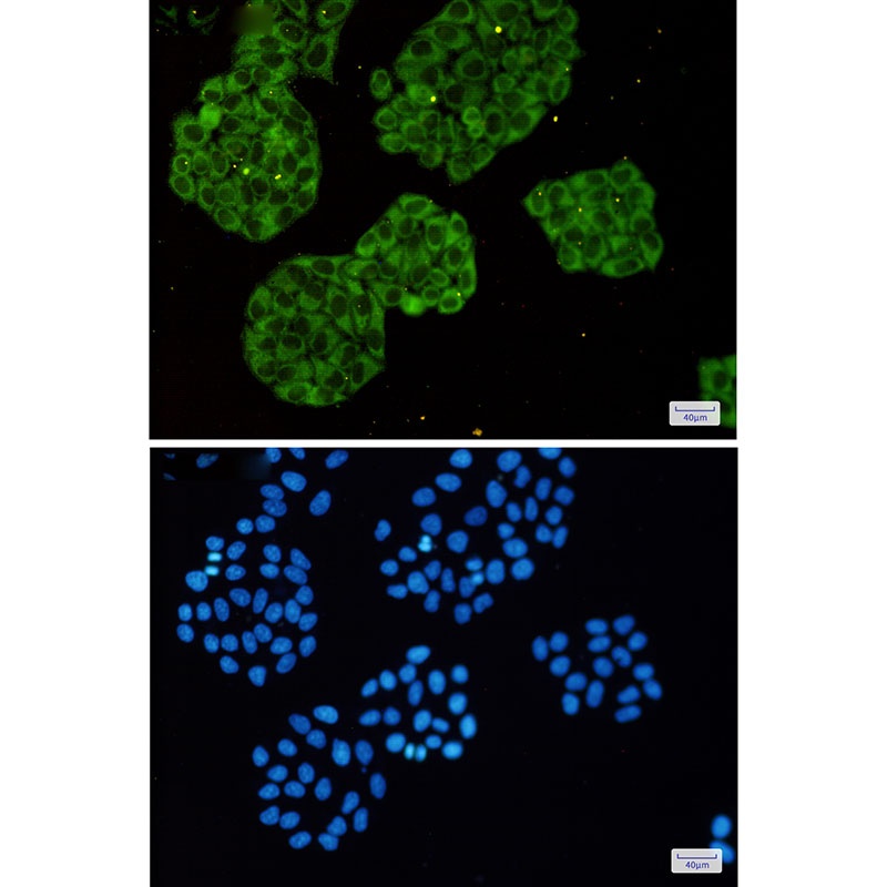 MARS1 Antibody