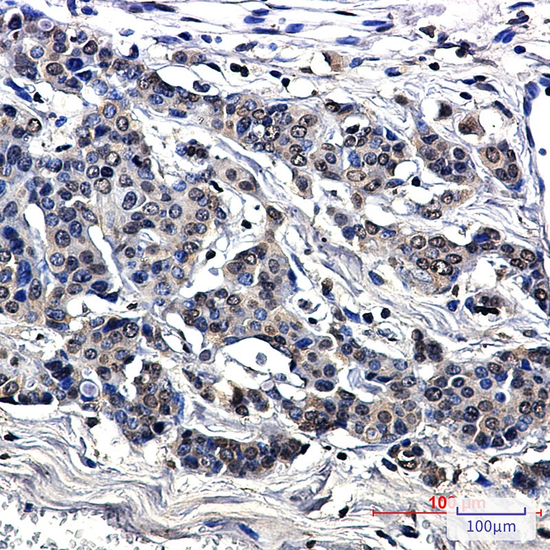 MARS1 Antibody