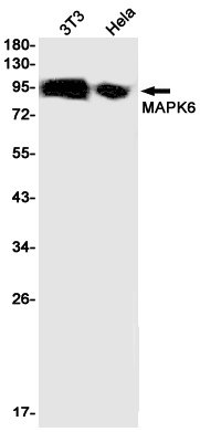 MAPK6 Antibody
