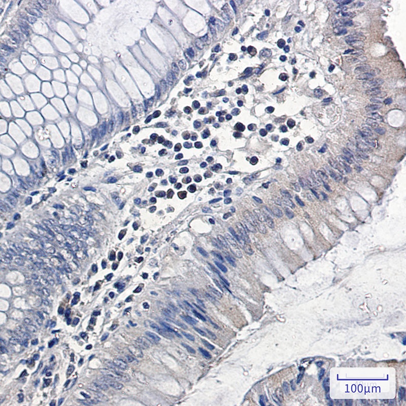 MAPK6 Antibody