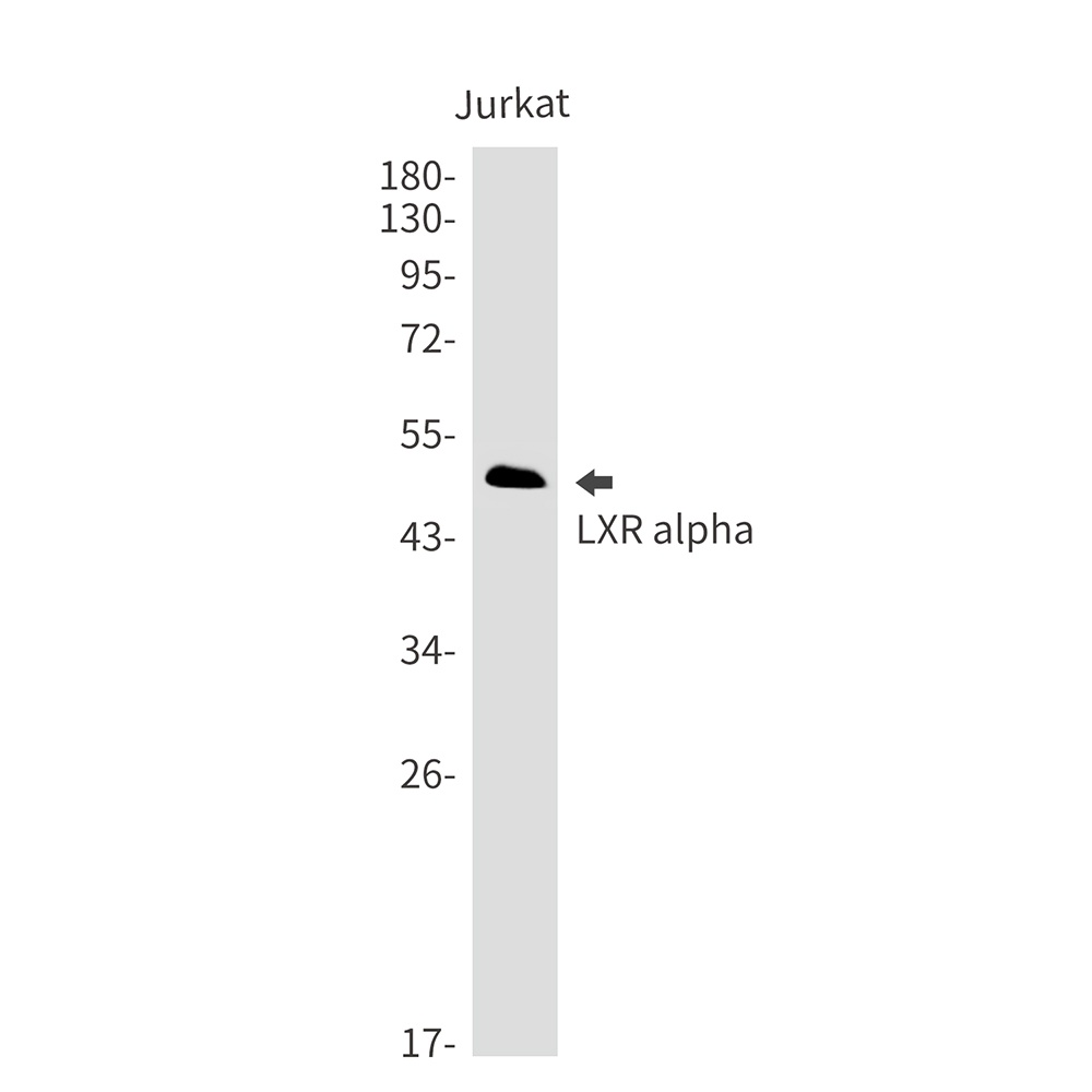 LXR alpha Rabbit Monoclonal Antibody