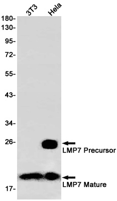 PSMB8 Rabbit Monoclonal Antibody