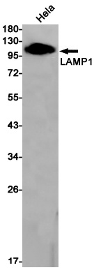 LAMP1 Antibody