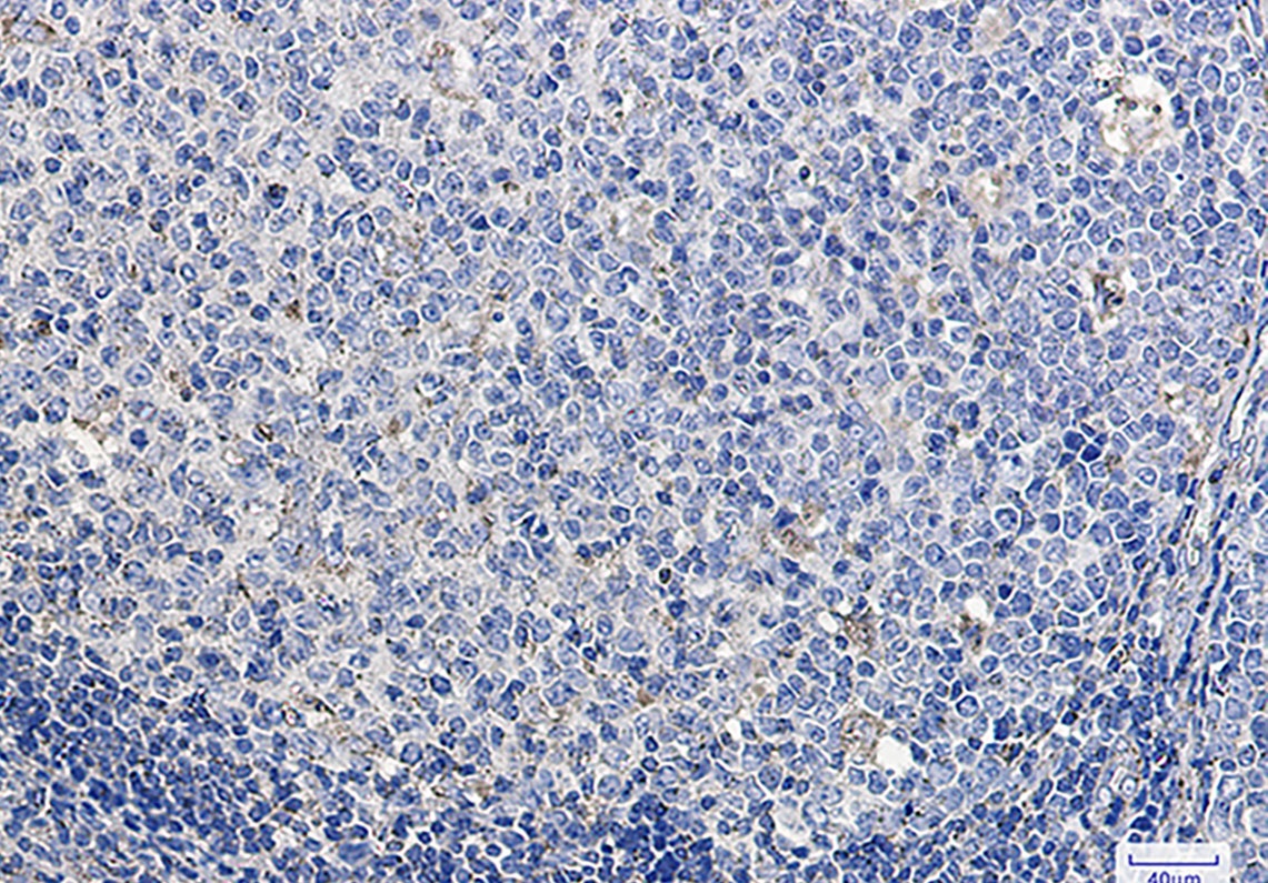 LAMP1 Antibody
