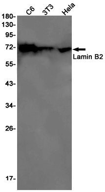 Lamin B2 Rabbit Monoclonal Antibody