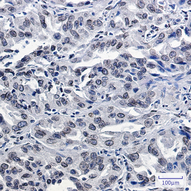 Lamin B2 Rabbit Monoclonal Antibody