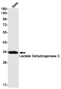 LDHC Antibody
