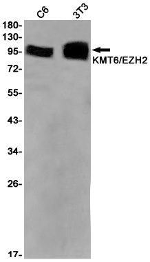 KMT6/EZH2 Rabbit Monoclonal Antibody