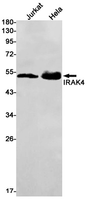 IRAK4 Rabbit mAb