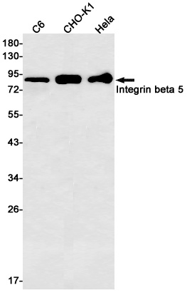 ITGB5 Antibody