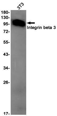 ITGB3 Antibody