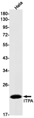 ITPA Antibody