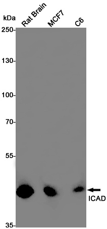 DFFA Antibody