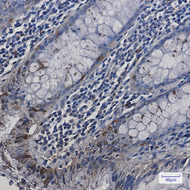HSPA2 Antibody