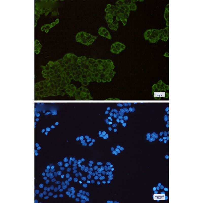 Hsp90 alpha/beta Rabbit mAb