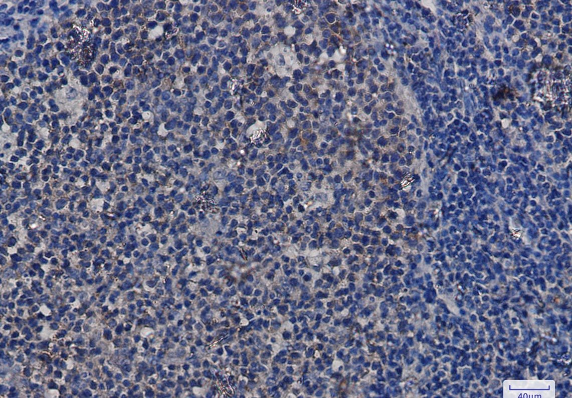 Hsp90 alpha/beta Rabbit mAb