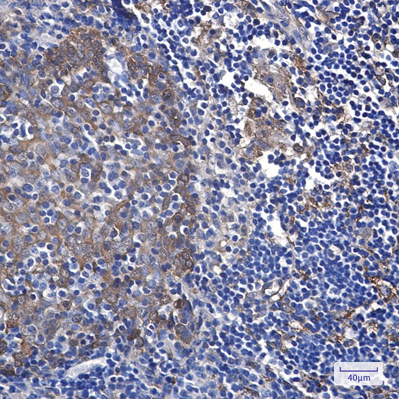 Hsp27 Rabbit mAb